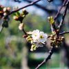 Montmorency Cherry #10 - Image 2